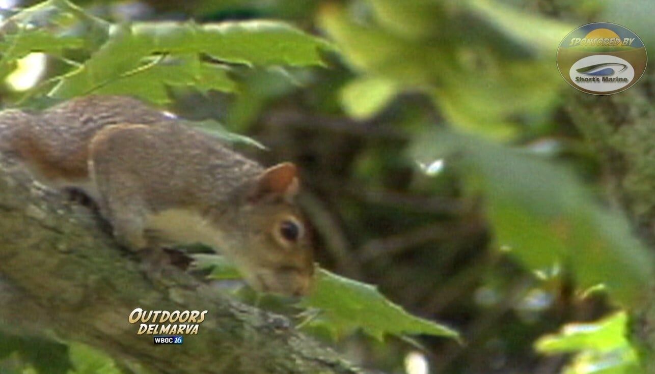 Remembering Scorchy Tawes: Henry the Squirrel